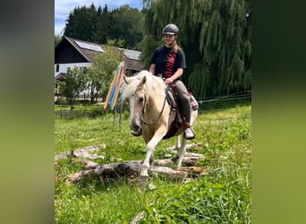 Poni cuarto de milla, Yegua, 3 años, 147 cm, Pío