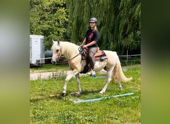 Poni cuarto de milla, Yegua, 3 años, 147 cm, Pío