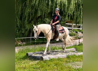 Poni cuarto de milla, Yegua, 3 años, 147 cm, Pío