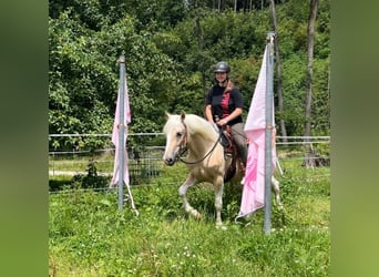 Poni cuarto de milla, Yegua, 3 años, 147 cm, Pío