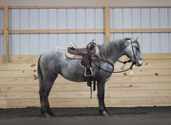 Poni cuarto de milla, Yegua, 3 años, Tordo