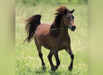 Poni cuarto de milla, Yegua, 4 años, 125 cm, Castaño