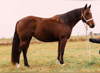 Poni cuarto de milla, Yegua, 4 años, 137 cm, Castaño rojizo