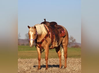 Poni cuarto de milla, Yegua, 4 años, 140 cm, Palomino