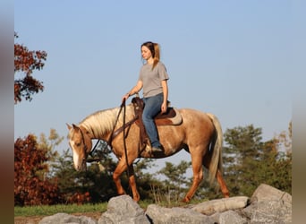 Poni cuarto de milla, Yegua, 4 años, 140 cm, Palomino