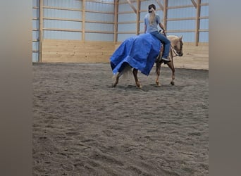 Poni cuarto de milla, Yegua, 4 años, 140 cm, Palomino