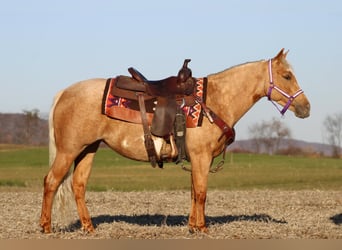 Poni cuarto de milla, Yegua, 4 años, 140 cm, Palomino