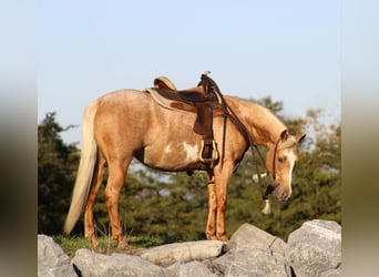 Poni cuarto de milla, Yegua, 4 años, 140 cm, Palomino