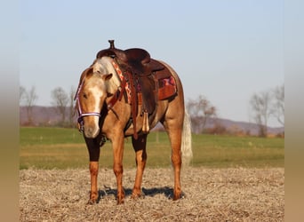 Poni cuarto de milla, Yegua, 4 años, 140 cm, Palomino