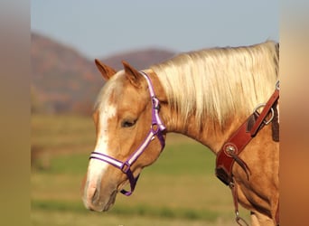 Poni cuarto de milla, Yegua, 4 años, 140 cm, Palomino