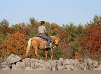 Poni cuarto de milla, Yegua, 4 años, 140 cm, Palomino