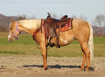 Poni cuarto de milla, Yegua, 4 años, 140 cm, Palomino