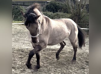 Poni cuarto de milla Mestizo, Yegua, 4 años, 150 cm, Champán