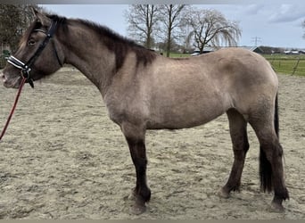 Poni cuarto de milla Mestizo, Yegua, 4 años, 150 cm, Champán