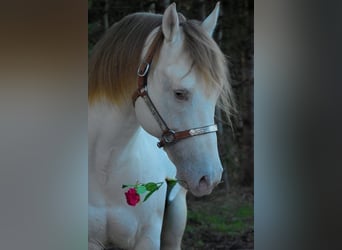 Poni cuarto de milla Mestizo, Yegua, 4 años, 150 cm, Champán