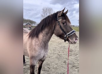 Poni cuarto de milla Mestizo, Yegua, 4 años, 150 cm, Champán