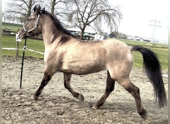 Poni cuarto de milla Mestizo, Yegua, 4 años, 150 cm, Champán