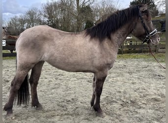 Poni cuarto de milla Mestizo, Yegua, 4 años, 150 cm, Champán