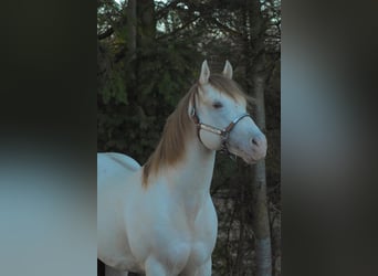 Poni cuarto de milla Mestizo, Yegua, 4 años, 150 cm, Champán