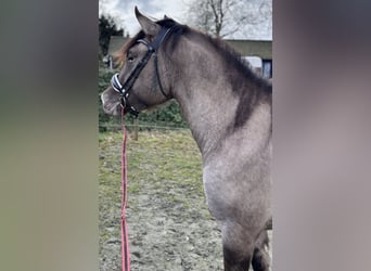 Poni cuarto de milla Mestizo, Yegua, 4 años, 150 cm, Champán