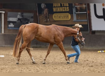 Poni cuarto de milla, Yegua, 4 años, 159 cm, Alazán