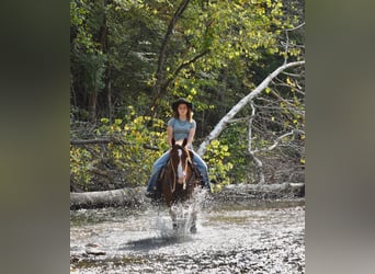 Poni cuarto de milla, Yegua, 5 años, 137 cm, Alazán rojizo