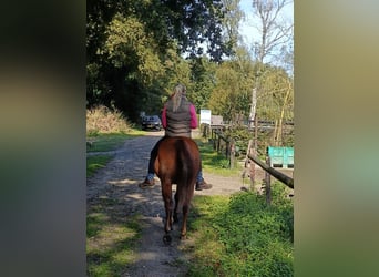 Poni cuarto de milla, Yegua, 5 años, 148 cm, Alazán