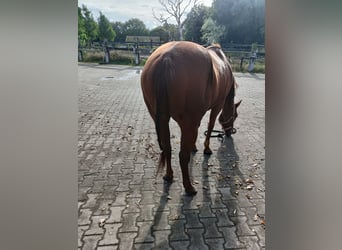 Poni cuarto de milla, Yegua, 5 años, 148 cm, Alazán