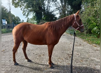 Poni cuarto de milla, Yegua, 5 años, 148 cm, Alazán