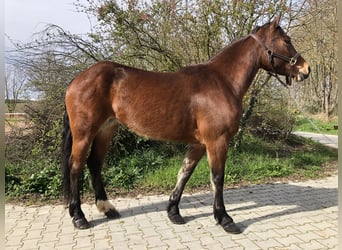 Poni cuarto de milla, Yegua, 5 años, 155 cm, Castaño