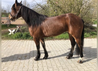 Poni cuarto de milla, Yegua, 5 años, 155 cm, Castaño