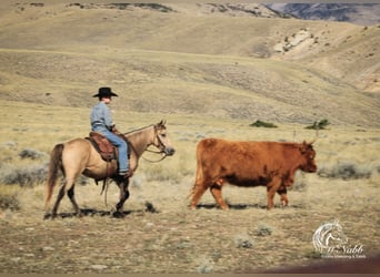 Poni cuarto de milla, Yegua, 6 años, 124 cm, Buckskin/Bayo