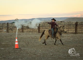 Poni cuarto de milla, Yegua, 6 años, 124 cm, Buckskin/Bayo