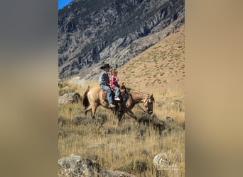 Poni cuarto de milla, Yegua, 6 años, 124 cm, Buckskin/Bayo