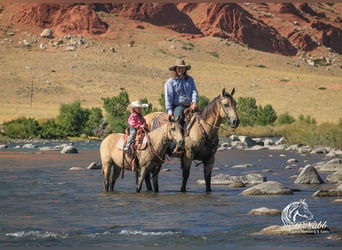 Poni cuarto de milla, Yegua, 6 años, 124 cm, Buckskin/Bayo