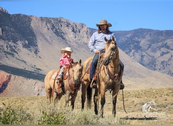 Poni cuarto de milla, Yegua, 6 años, 124 cm, Buckskin/Bayo