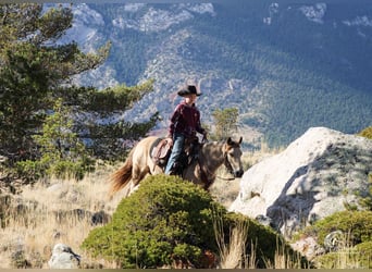 Poni cuarto de milla, Yegua, 6 años, 124 cm, Buckskin/Bayo