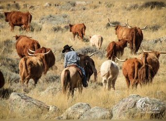 Poni cuarto de milla, Yegua, 6 años, 124 cm, Buckskin/Bayo