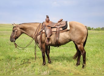 Poni cuarto de milla, Yegua, 6 años, 142 cm, Grullo