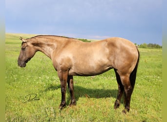 Poni cuarto de milla, Yegua, 6 años, 142 cm, Grullo