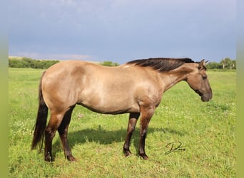 Poni cuarto de milla, Yegua, 6 años, 142 cm, Grullo