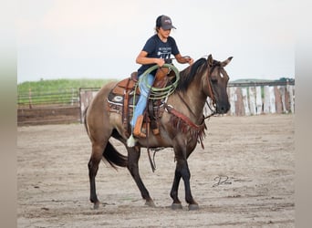 Poni cuarto de milla, Yegua, 6 años, 142 cm, Grullo