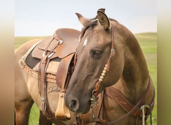 Poni cuarto de milla, Yegua, 6 años, 142 cm, Grullo