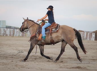 Poni cuarto de milla, Yegua, 6 años, 142 cm, Grullo