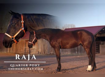 Poni cuarto de milla, Yegua, 6 años, 142 cm, Negro