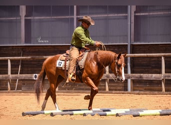 Poni cuarto de milla, Yegua, 6 años, 152 cm