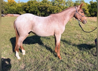 Poni cuarto de milla, Yegua, 6 años