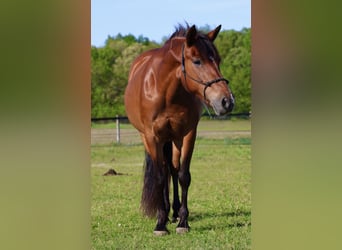 Poni cuarto de milla, Yegua, 6 años, Castaño rojizo