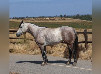 Poni cuarto de milla, Yegua, 6 años, Tordo
