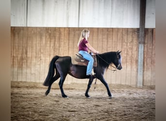 Poni cuarto de milla Mestizo, Yegua, 7 años, 135 cm, Castaño oscuro